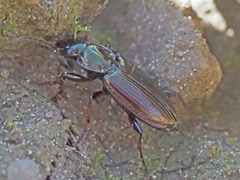 Agonum muelleri