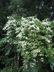 Clematis apiifolia apiifolia