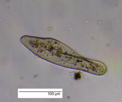 Paramecium