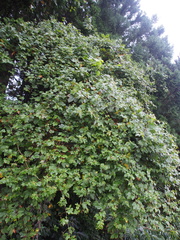 Ampelopsis glandulosa heterophylla