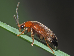 Scirtidae