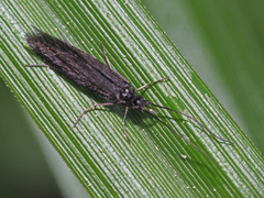 Beraeodes minutus