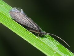 Beraeodes minutus