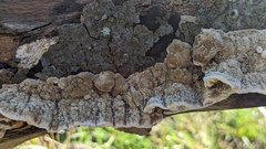 Coriolopsis gallica