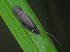 Beraeodes minutus