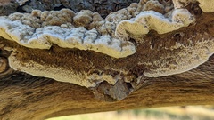 Coriolopsis gallica