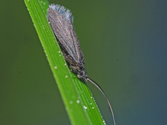 Beraeodes minutus