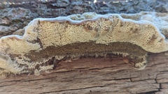 Coriolopsis gallica