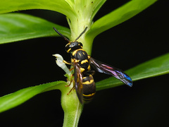 Stenodyneriellus guttulatus