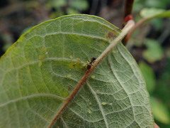 Lasius
