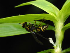 Stenodyneriellus guttulatus