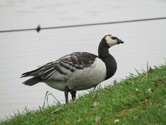 Branta leucopsis