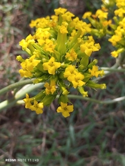 Kalanchoe densiflora