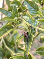 Leptoglossus zonatus