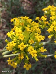 Kalanchoe densiflora