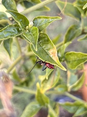 Leptoglossus zonatus