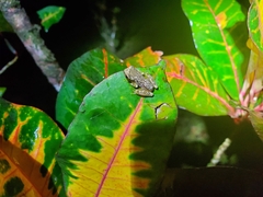 Dendropsophus ebraccatus