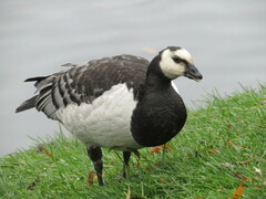 Branta leucopsis