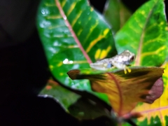 Dendropsophus ebraccatus