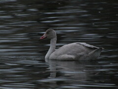 Cygnus columbianus bewickii