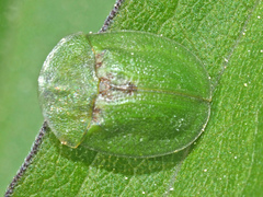 Cassida