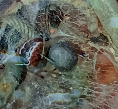 Theridiidae