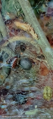 Theridiidae