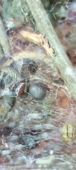 Theridiidae