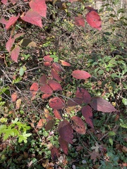 Viburnum setigerum