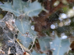 Frontinellina frutetorum