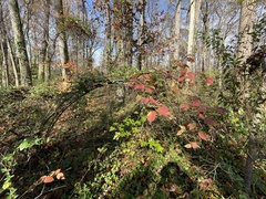 Viburnum setigerum