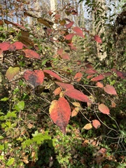 Viburnum setigerum