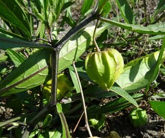 Physalis angustifolia