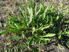 Physalis angustifolia