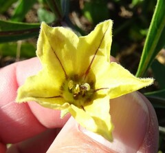 Physalis angustifolia