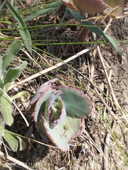 Kalanchoe laxiflora