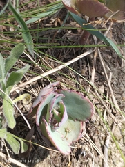Kalanchoe laxiflora