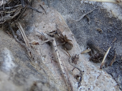 Filistata insidiatrix