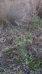 Albuca virens virens