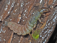 Plectrocnemia