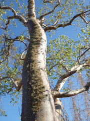 Givotia madagascariensis