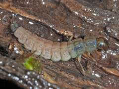 Plectrocnemia
