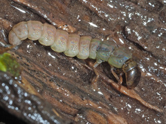 Plectrocnemia