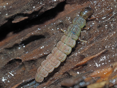 Plectrocnemia