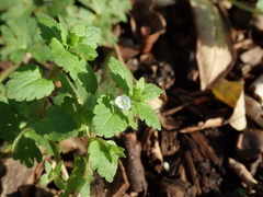 Veronica agrestis