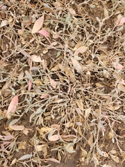 Atriplex verrucifera