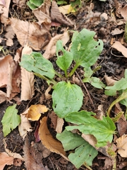 Plantago