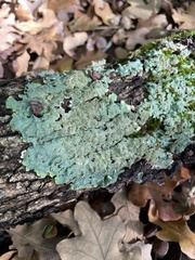 Punctelia missouriensis