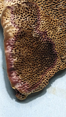 Coriolopsis gallica
