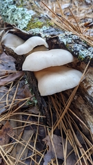 Pleurotus ostreatus